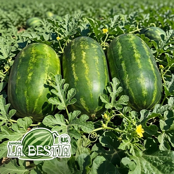 portada sandia la bestia