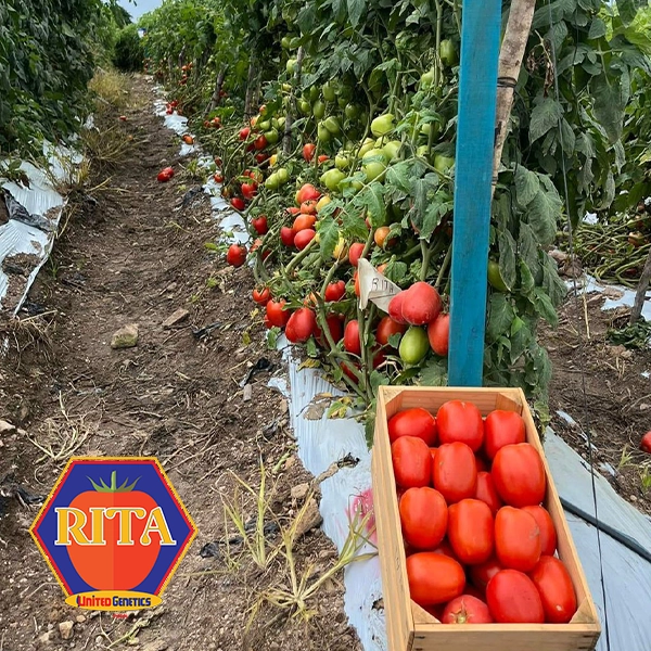 portada tomate rita